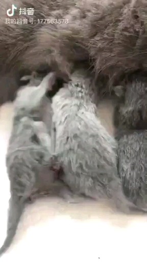 小猫出生