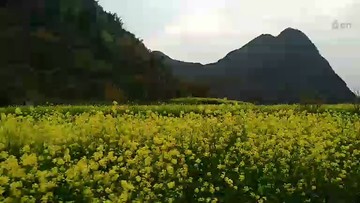 贵州，油菜花