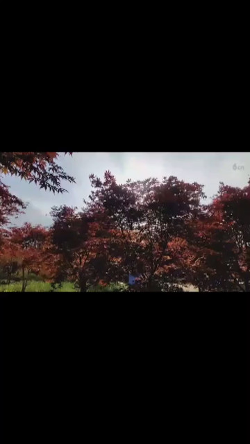 小江直播枫林景观