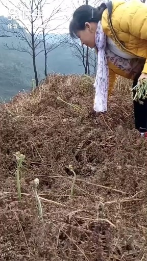 摘蕨菜