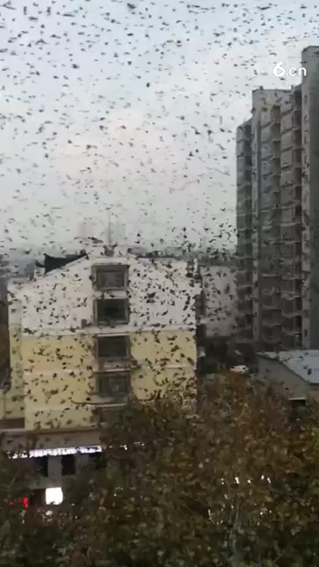 西安胜利路，十万只小鸟