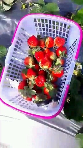 散散心，我亲手摘的草莓🍓好甜