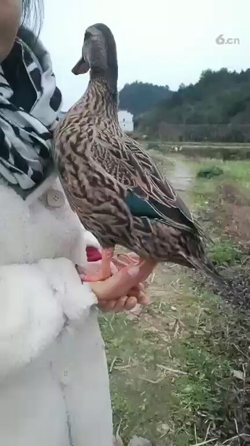 厉害啊😂