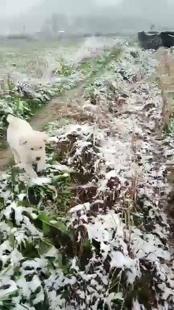 😂❄