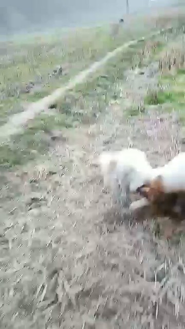 这狗调皮讨厌咬手套了😂
