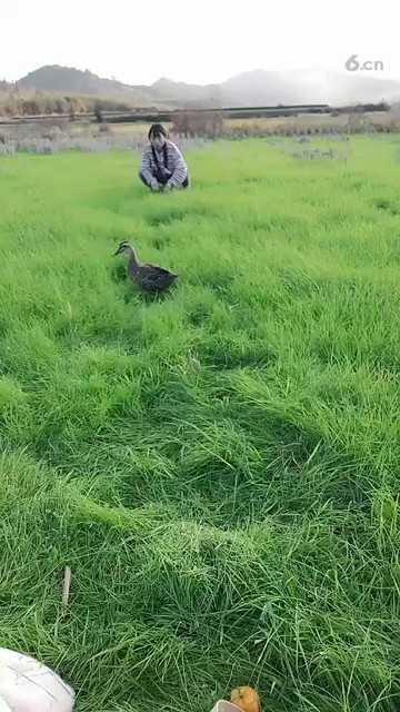 风景好看，教主在弄草😂
