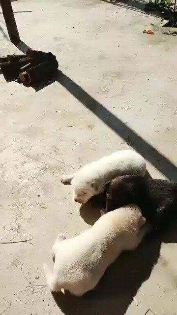 好可爱😂