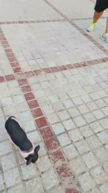 小猪网红