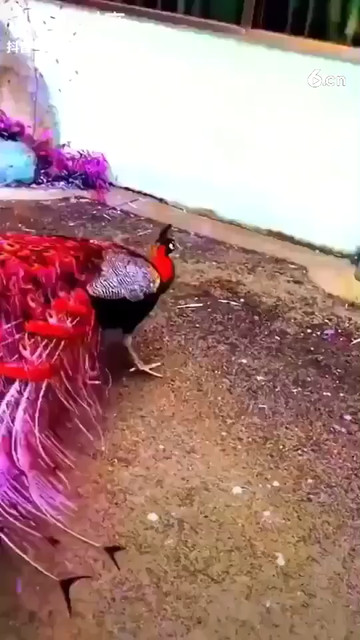 看孔雀开屏了