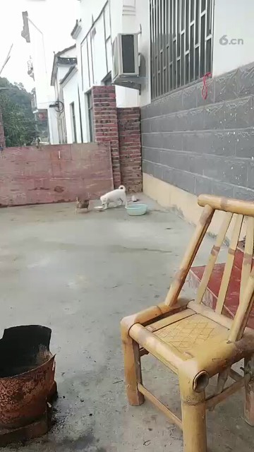 😃🐶