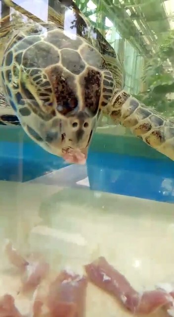 海龟吃午餐