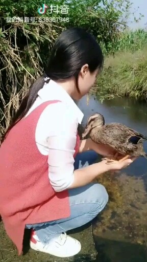 不听话的鸭子