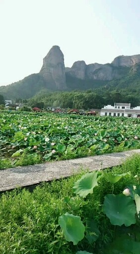 莲全身是宝.又是中药也可以食用