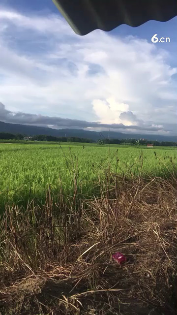 阳春布德泽，万物生光辉。