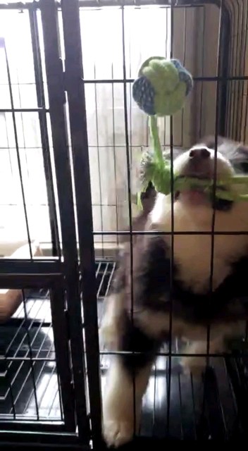 太子两个月零六天