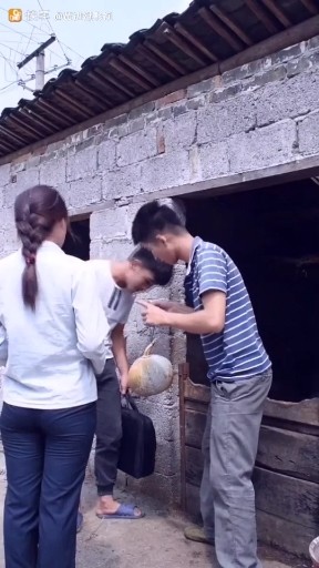 罕见的猪蛋