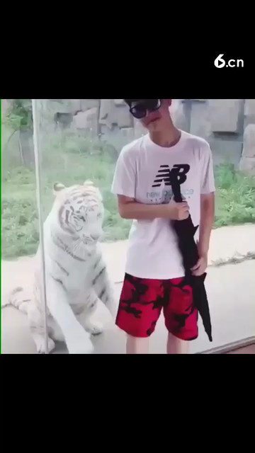 老虎🐯