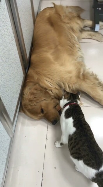 猫咪🐱和狗🐶故事😂