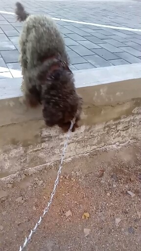 这狗真听话