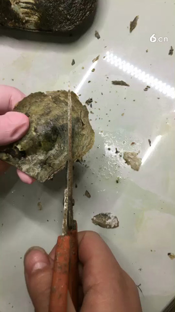 海水金珠好看