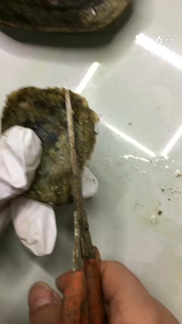 海水珠子