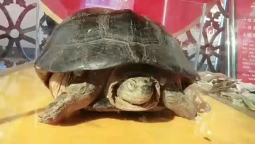 主播外摸乌龟呢