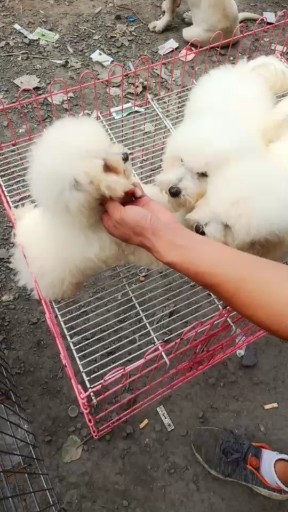 比熊犬