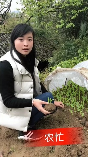 种玉米