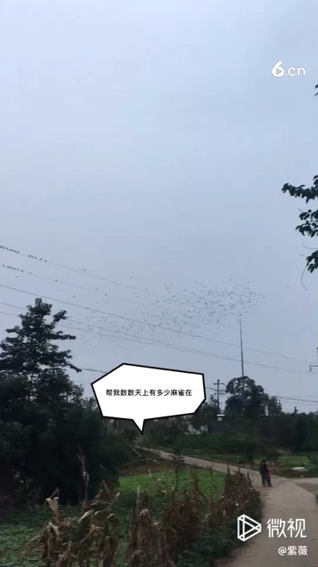 来来来，数数天上有多少麻雀在飞
