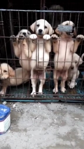 拉布拉多犬