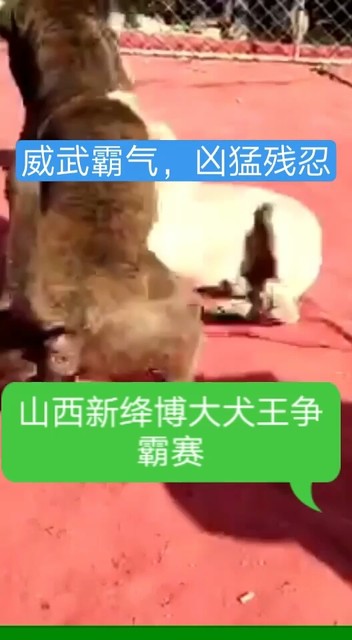 山西🇨🇳新绛博大犬业争霸赛