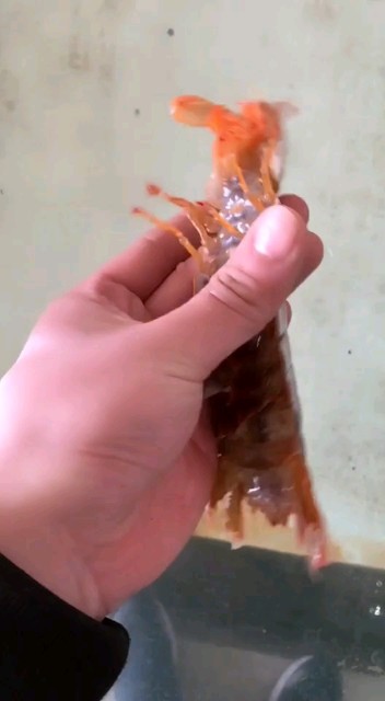 新品种到货