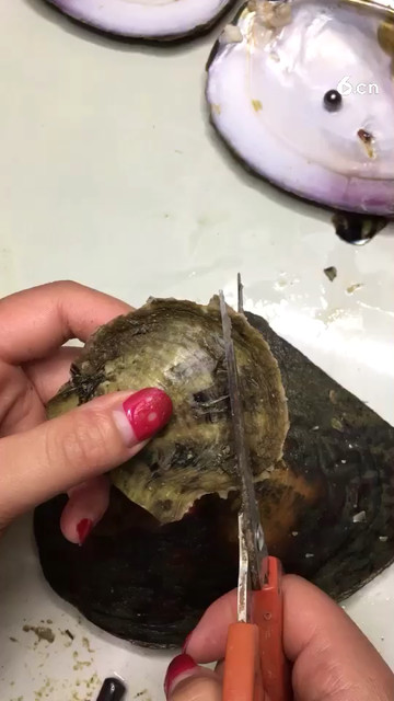 海水珠子哦