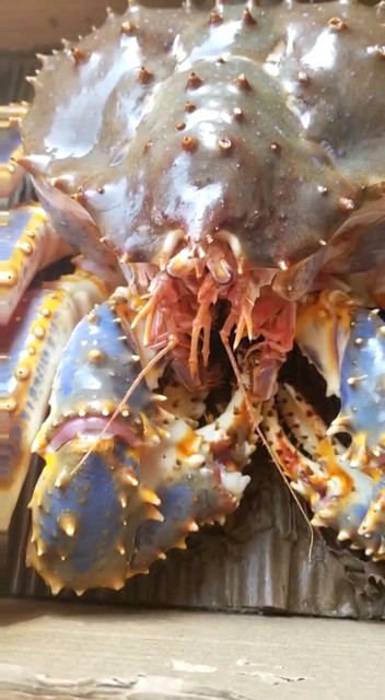 5斤活帝王蟹想吃吗私聊我😘