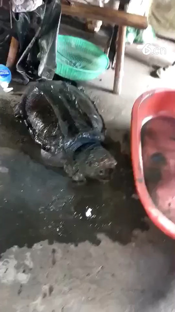 史前巨兽（2）