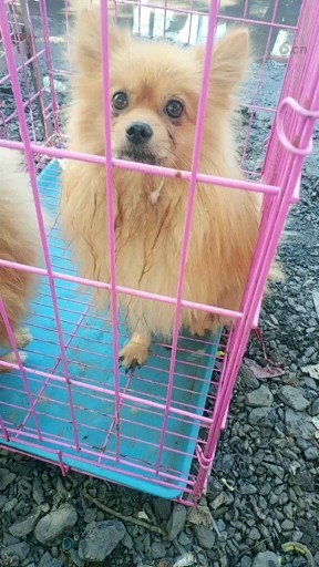 博美犬