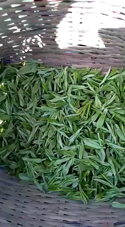 浙江安吉白茶，香又香