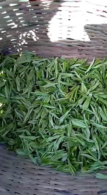 浙江安吉白茶，香又香