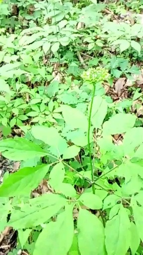 林下参籽货