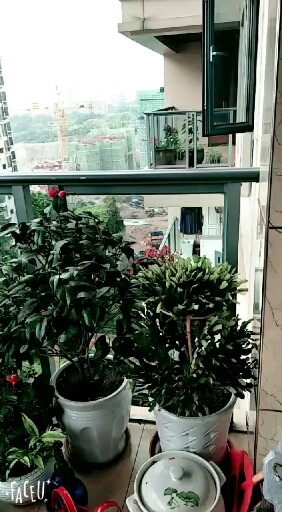 今天终于下了点雨 好凉快…💦
