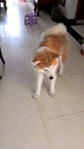 唇红齿白秋田犬