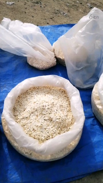 西洋参片