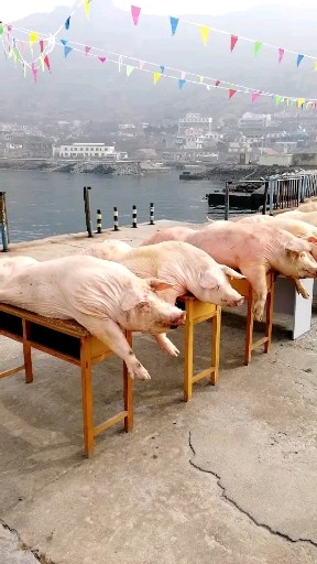 庆祝海生日