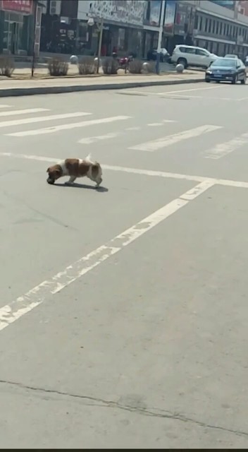 老鼠🐭还咬🐶狗呢😱