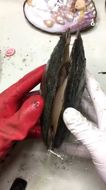 奇葩大单珠