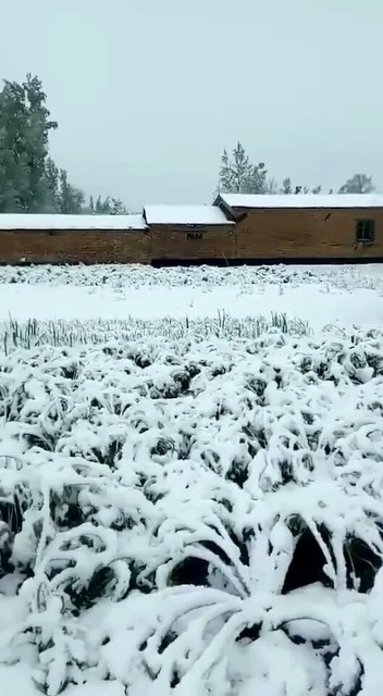 新疆五月下雪果然景色美美哒