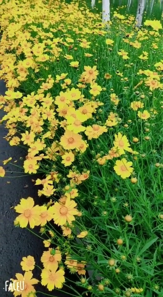 此花好美