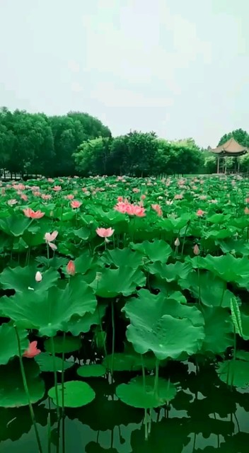 荷花莲藕塘🎵清清的丽江水🎵