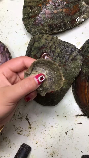 河蚌海水你们认识吗