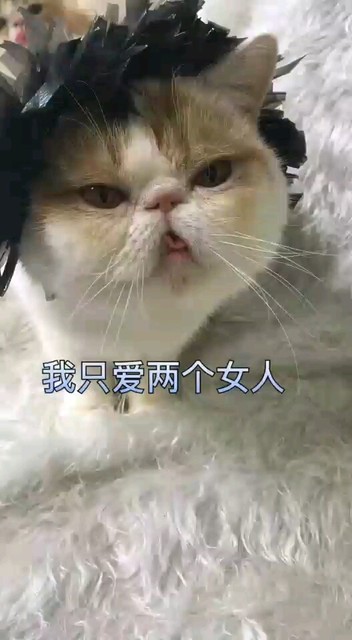 我只爱两个女人